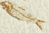 Two Detailed Fossil Fish (Knightia) - Wyoming #224540-3